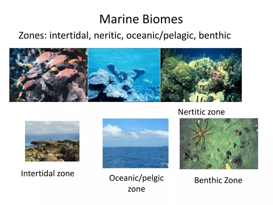 What is the benthic environment?